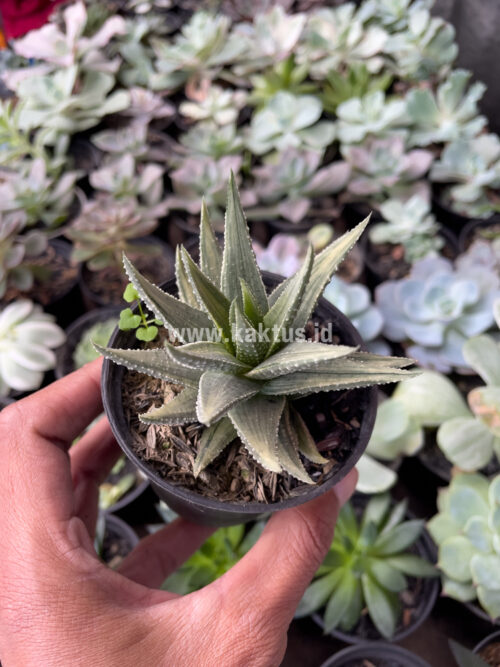 Haworthia Pumila Silver Variegated, real gallery image #1 plants. Picture taken directly from kaktus.id community Haworthia farmer green houses.