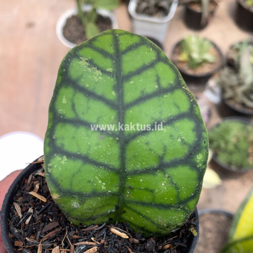 Hoya Finlaysonii, real gallery image #15 plants. Picture taken directly from kaktus.id community Hoya farmer green houses.