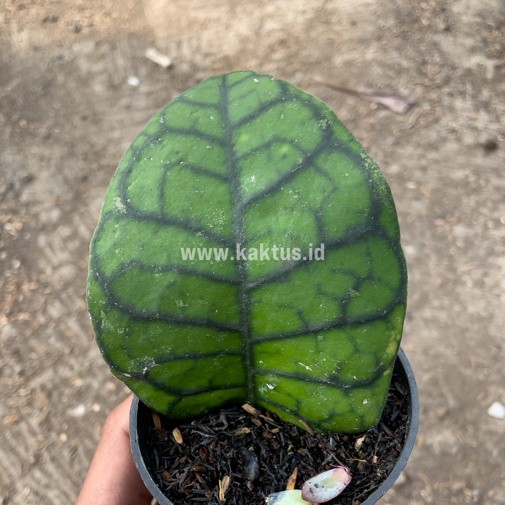 kaktus.id