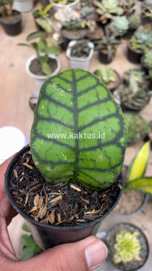 Hoya Finlaysonii, real gallery image #16 plants. Picture taken directly from kaktus.id community Hoya farmer green houses.