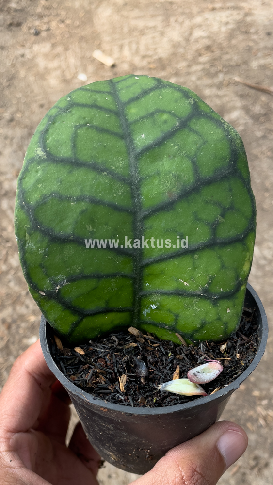 kaktus.id
