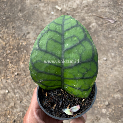 Hoya Finlaysonii, real gallery image #13 plants. Picture taken directly from kaktus.id community Hoya farmer green houses.