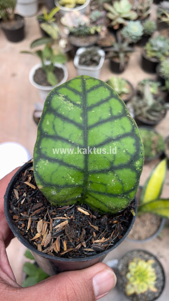 kaktus.id