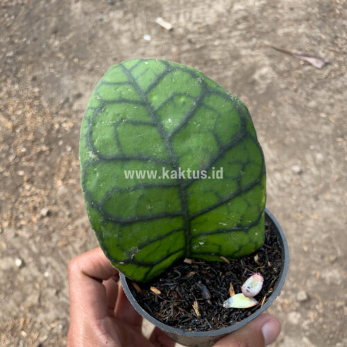 Hoya Finlaysonii, real gallery image #12 plants. Picture taken directly from kaktus.id community Hoya farmer green houses.