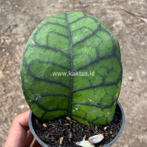 Hoya Finlaysonii, real gallery image #11 plants. Picture taken directly from kaktus.id community Hoya farmer green houses.