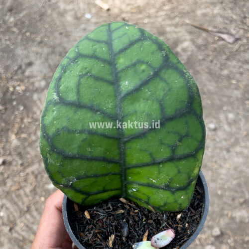 Hoya Finlaysonii, real gallery image #10 plants. Picture taken directly from kaktus.id community Hoya farmer green houses.