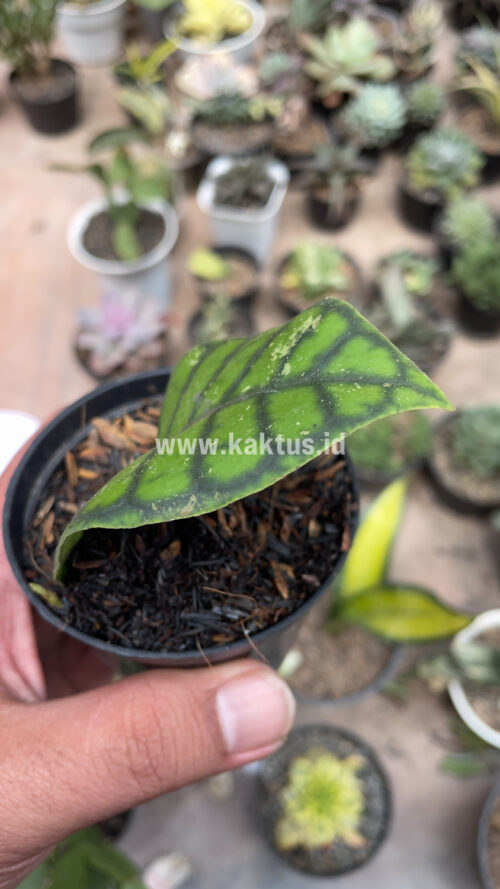 Hoya Finlaysonii, real gallery image #4 plants. Picture taken directly from kaktus.id community Hoya farmer green houses.