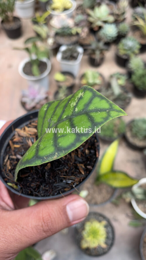 Hoya Finlaysonii, real gallery image #14 plants. Picture taken directly from kaktus.id community Hoya farmer green houses.