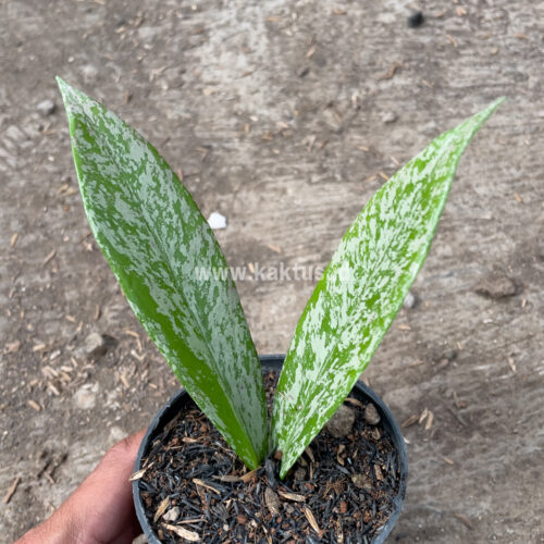 Hoya Pubicalyx Splash, real gallery image #4 plants. Picture taken directly from kaktus.id community Hoya farmer green houses.