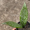 Hoya Pubicalyx Splash, real gallery image #2 plants. Picture taken directly from kaktus.id community Hoya farmer green houses.