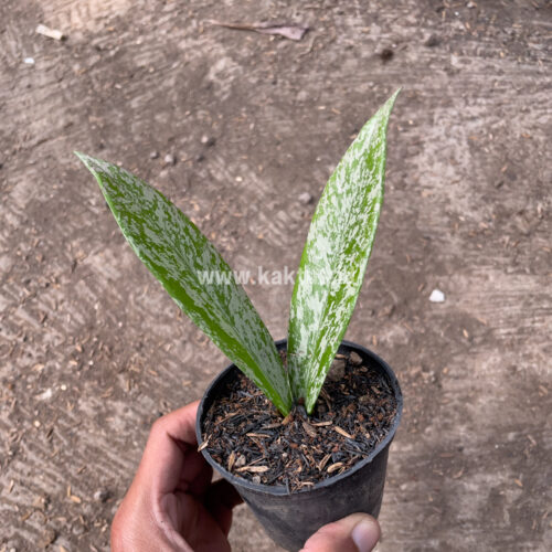 Hoya Pubicalyx Splash, real gallery image #1 plants. Picture taken directly from kaktus.id community Hoya farmer green houses.