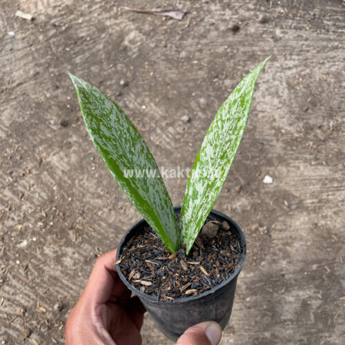 Hoya Pubicalyx Splash, real gallery image #8 plants. Picture taken directly from kaktus.id community Hoya farmer green houses.