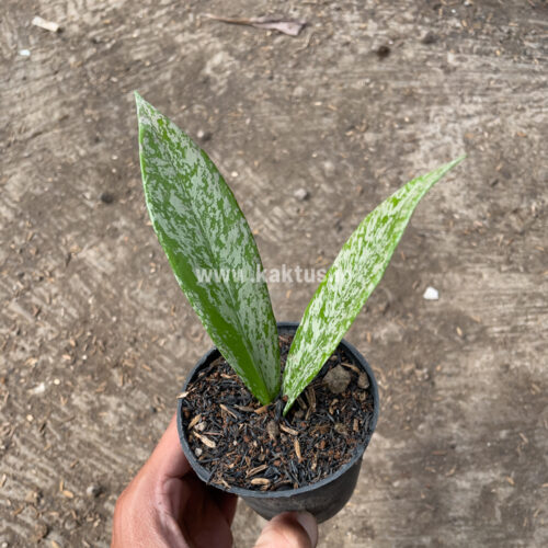 Hoya Pubicalyx Splash, real gallery image #7 plants. Picture taken directly from kaktus.id community Hoya farmer green houses.