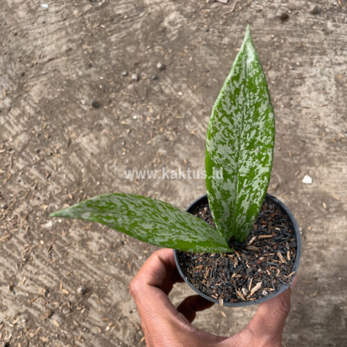 Hoya Pubicalyx Splash, real gallery image #6 plants. Picture taken directly from kaktus.id community Hoya farmer green houses.