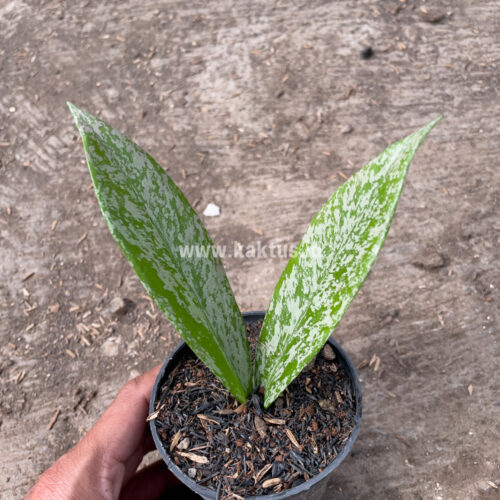Hoya Pubicalyx Splash, real gallery image #5 plants. Picture taken directly from kaktus.id community Hoya farmer green houses.