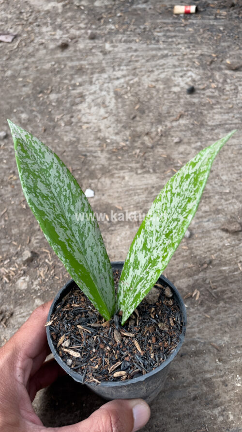 Hoya Pubicalyx Splash, real gallery image #3 plants. Picture taken directly from kaktus.id community Hoya farmer green houses.