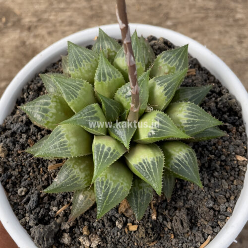 Haworthia Pygmaea  M. B. Bayer, real gallery image #2 plants. Picture taken directly from kaktus.id community Haworthia farmer green houses.