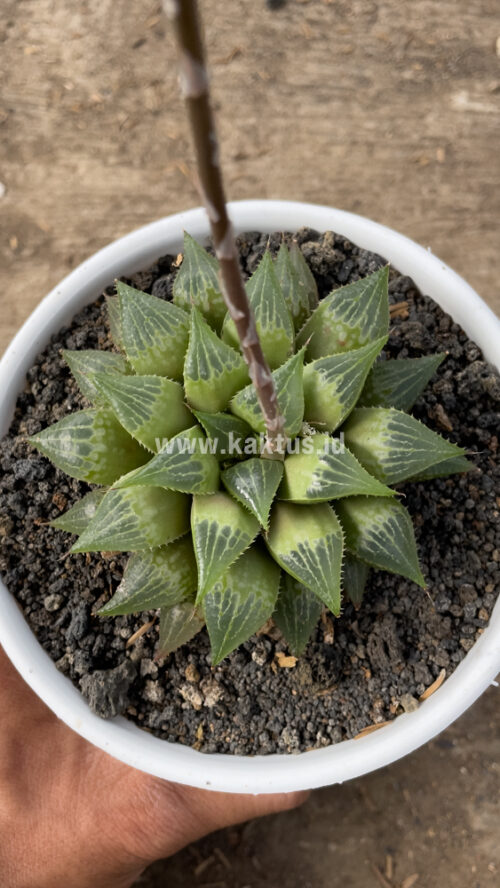 Haworthia Pygmaea  M. B. Bayer, real gallery image #3 plants. Picture taken directly from kaktus.id community Haworthia farmer green houses.
