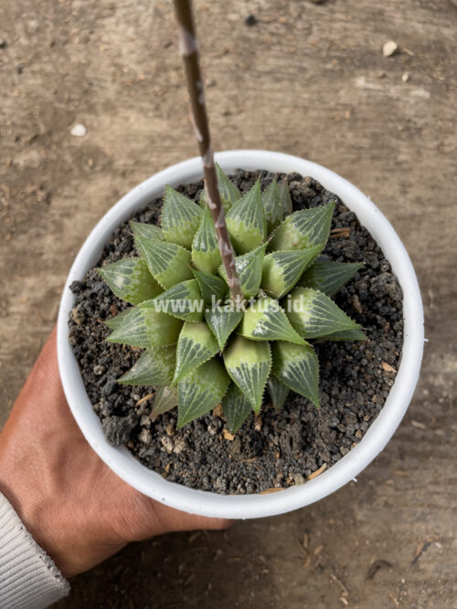 Haworthia Pygmaea  M. B. Bayer, real gallery image #4 plants. Picture taken directly from kaktus.id community Haworthia farmer green houses.
