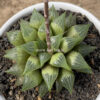 Haworthia Pygmaea  M. B. Bayer, real gallery image #5 plants. Picture taken directly from kaktus.id community Haworthia farmer green houses.