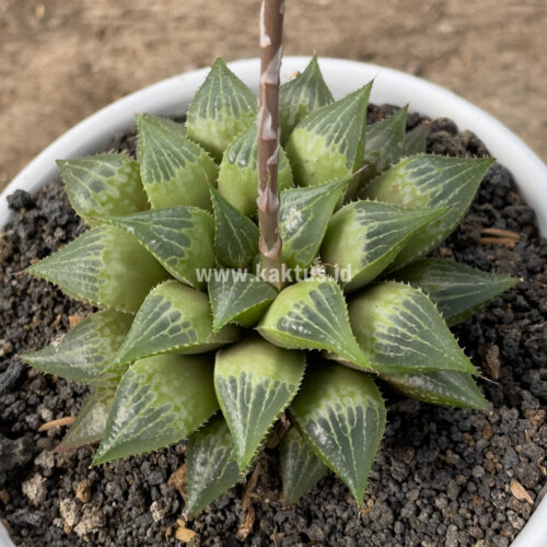 Haworthia Pygmaea  M. B. Bayer, real gallery image #1 plants. Picture taken directly from kaktus.id community Haworthia farmer green houses.