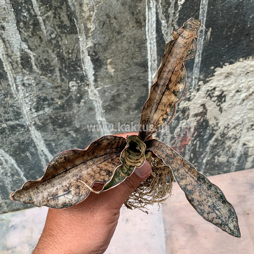kaktus.id