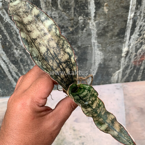 Sansevieria Kirkii Brown, real gallery image #3 plants. Picture taken directly from kaktus.id community Sansevieria farmer green houses.