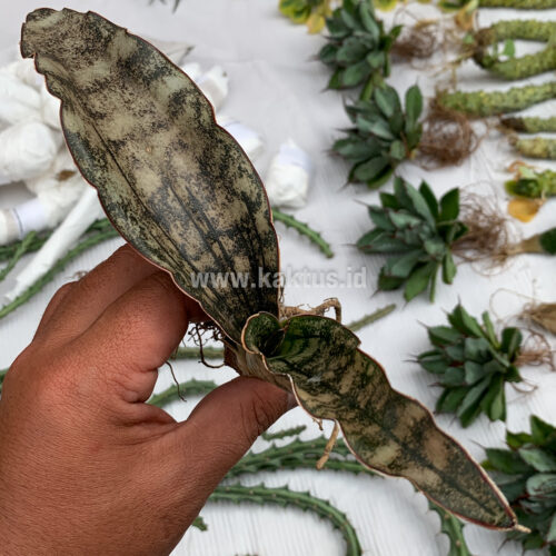 Sansevieria Kirkii Brown, real gallery image #2 plants. Picture taken directly from kaktus.id community Sansevieria farmer green houses.