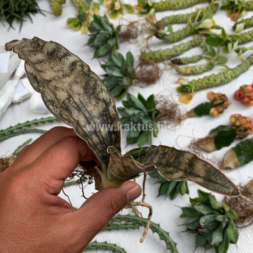 Sansevieria Kirkii Brown, real gallery image #1 plants. Picture taken directly from kaktus.id community Sansevieria farmer green houses.