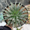 Agave Toumeyana, real feature image plant. Picture taken directly from kaktus.id community Agave farmer green houses.