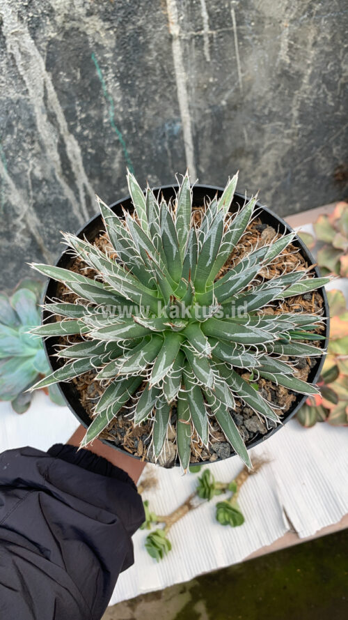 Agave Toumeyana, real gallery image #6 plants. Picture taken directly from kaktus.id community Agave farmer green houses.