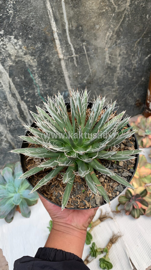 Agave Toumeyana, real gallery image #5 plants. Picture taken directly from kaktus.id community Agave farmer green houses.