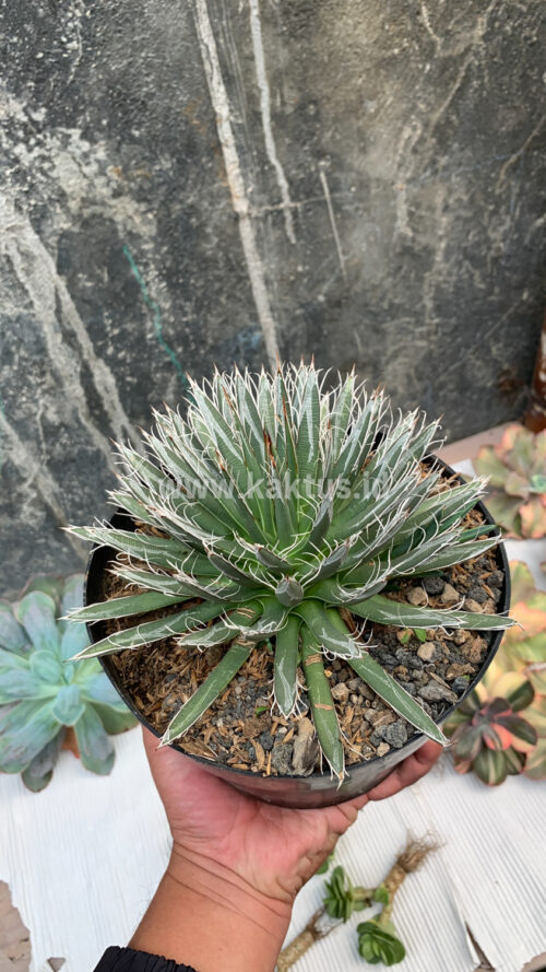 Agave Toumeyana, real gallery image #4 plants. Picture taken directly from kaktus.id community Agave farmer green houses.