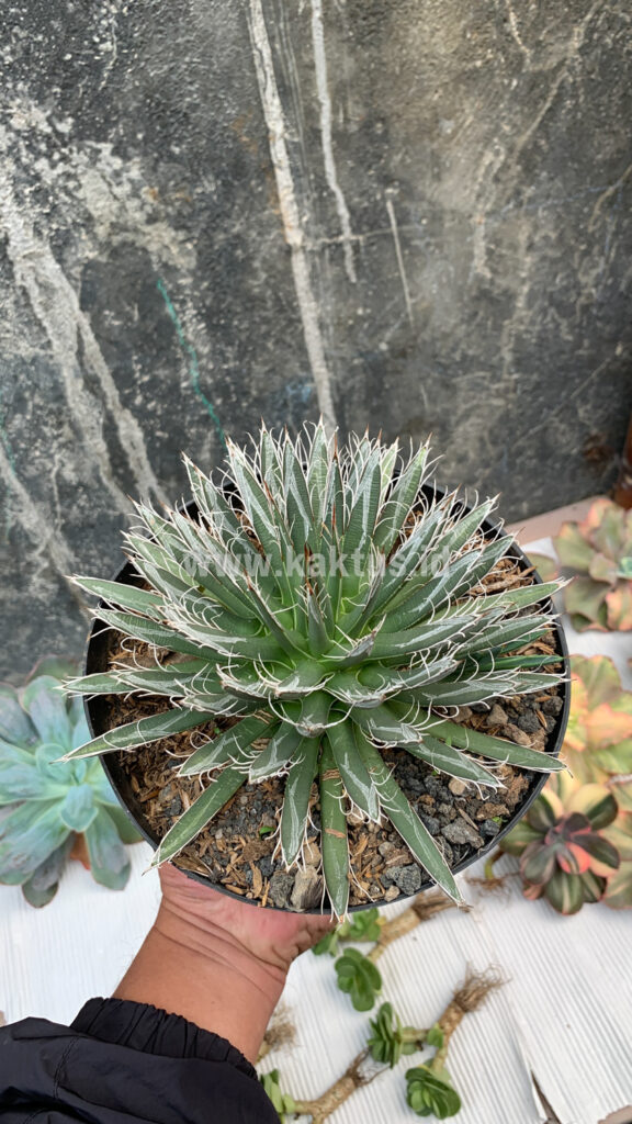 kaktus.id