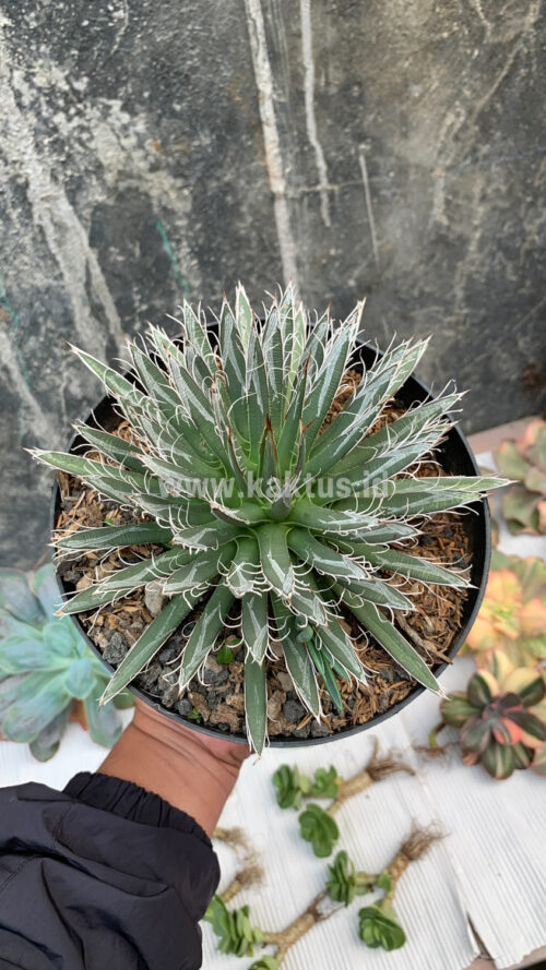 Agave Toumeyana, real gallery image #2 plants. Picture taken directly from kaktus.id community Agave farmer green houses.
