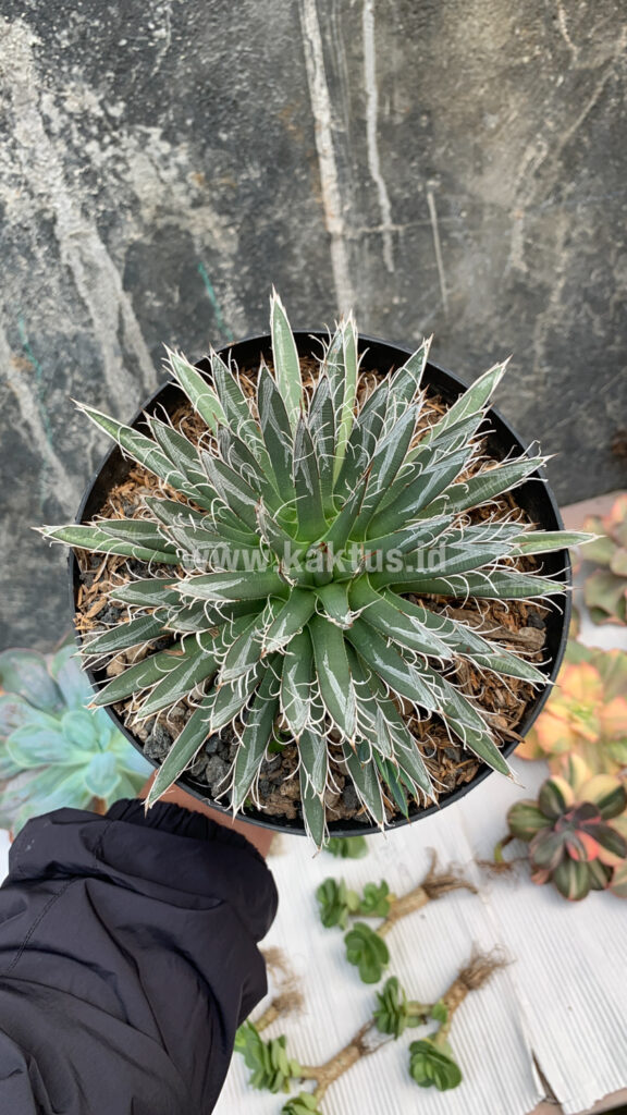 kaktus.id