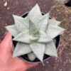 Gasteraloe Super Silver, real gallery image #2 plants. Picture taken directly from kaktus.id community Gasteraloe farmer green houses.