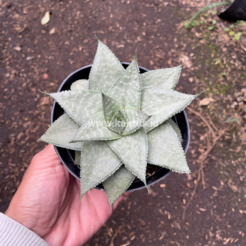 Gasteraloe Super Silver, real gallery image #3 plants. Picture taken directly from kaktus.id community Gasteraloe farmer green houses.