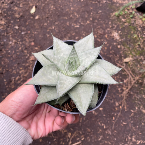 Gasteraloe Super Silver, real gallery image #4 plants. Picture taken directly from kaktus.id community Gasteraloe farmer green houses.