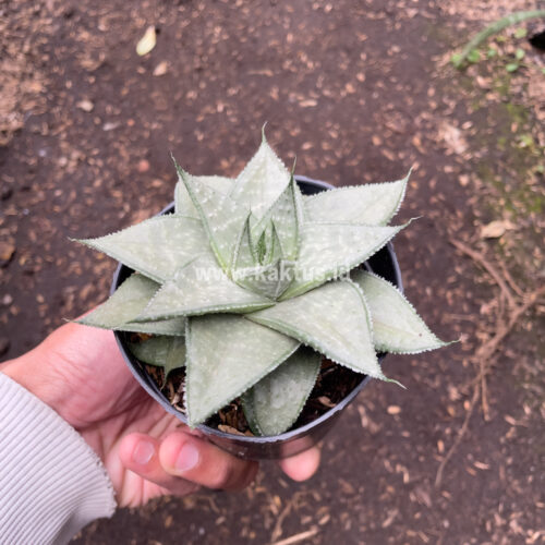 Gasteraloe Super Silver, real gallery image #5 plants. Picture taken directly from kaktus.id community Gasteraloe farmer green houses.
