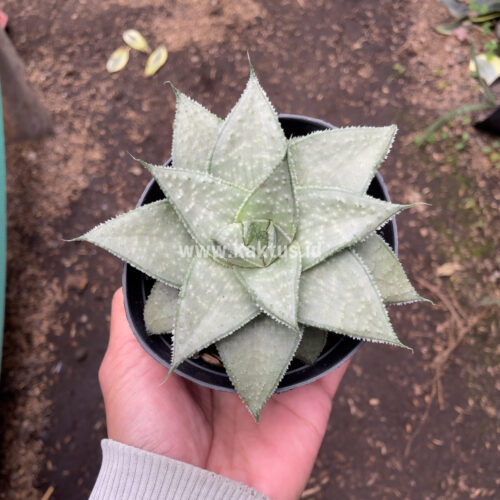 Gasteraloe Super Silver, real gallery image #6 plants. Picture taken directly from kaktus.id community Gasteraloe farmer green houses.