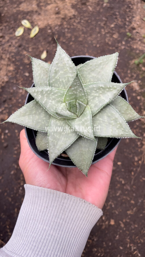 Gasteraloe Super Silver, real gallery image #7 plants. Picture taken directly from kaktus.id community Gasteraloe farmer green houses.