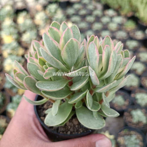Kalanchoe Rotundifolia Variegated, real gallery image #2 plants. Picture taken directly from kaktus.id community Kalanchoe farmer green houses.
