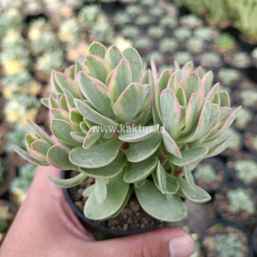 Kalanchoe Rotundifolia Variegated, real gallery image #3 plants. Picture taken directly from kaktus.id community Kalanchoe farmer green houses.