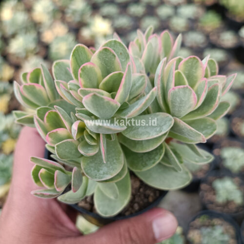 Kalanchoe Rotundifolia Variegated, real gallery image #4 plants. Picture taken directly from kaktus.id community Kalanchoe farmer green houses.