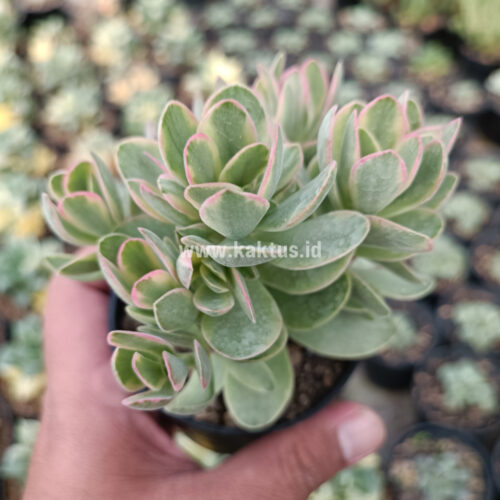 Kalanchoe Rotundifolia Variegated, real gallery image #5 plants. Picture taken directly from kaktus.id community Kalanchoe farmer green houses.