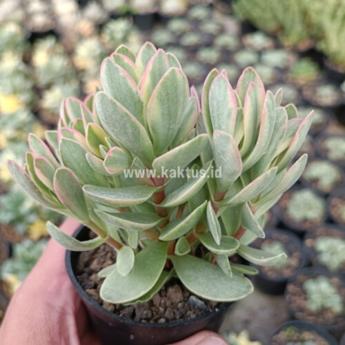 Kalanchoe Rotundifolia Variegated, real gallery image #6 plants. Picture taken directly from kaktus.id community Kalanchoe farmer green houses.