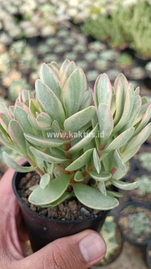 Kalanchoe Rotundifolia Variegated, real gallery image #1 plants. Picture taken directly from kaktus.id community Kalanchoe farmer green houses.