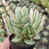 Kalanchoe Rotundifolia Variegated, real gallery image #7 plants. Picture taken directly from kaktus.id community Kalanchoe farmer green houses.