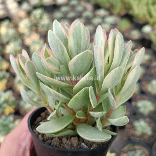 824. Kalanchoe Rotundifolia Variegated